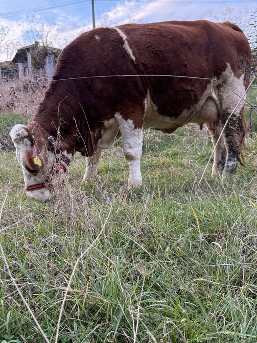 Vaca de vanzare cu tauras