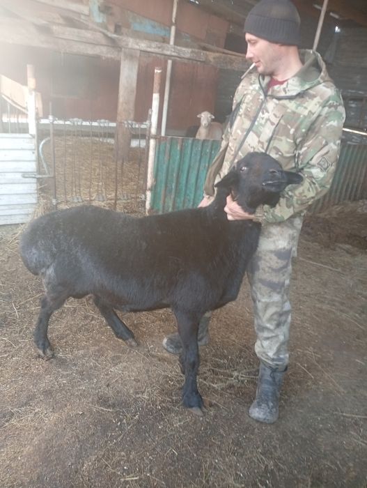 Продам барана эльдибай
