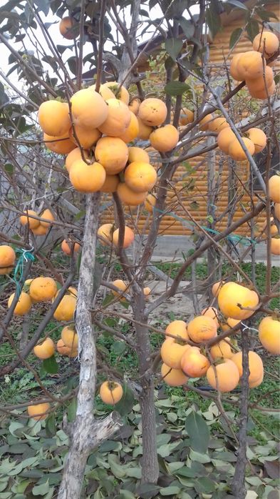 Pomi de kaki diferiti ani de vegetatie