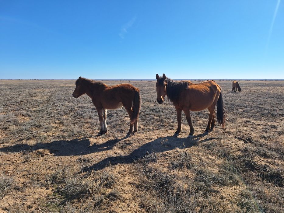 Бир уйир жылкы сатылады