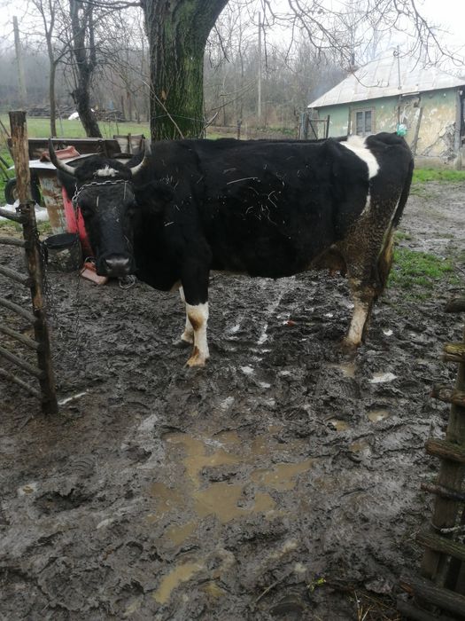 Vând vacă și vițel de două luni