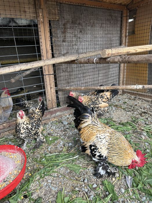 Oua gaini mii de flori