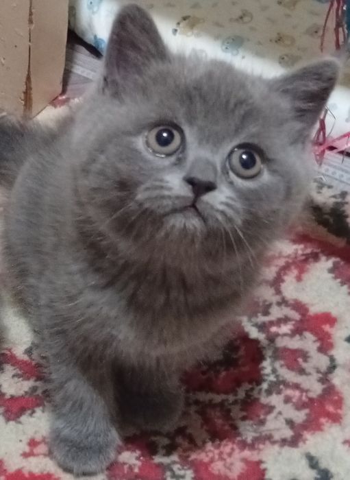 Британские котята