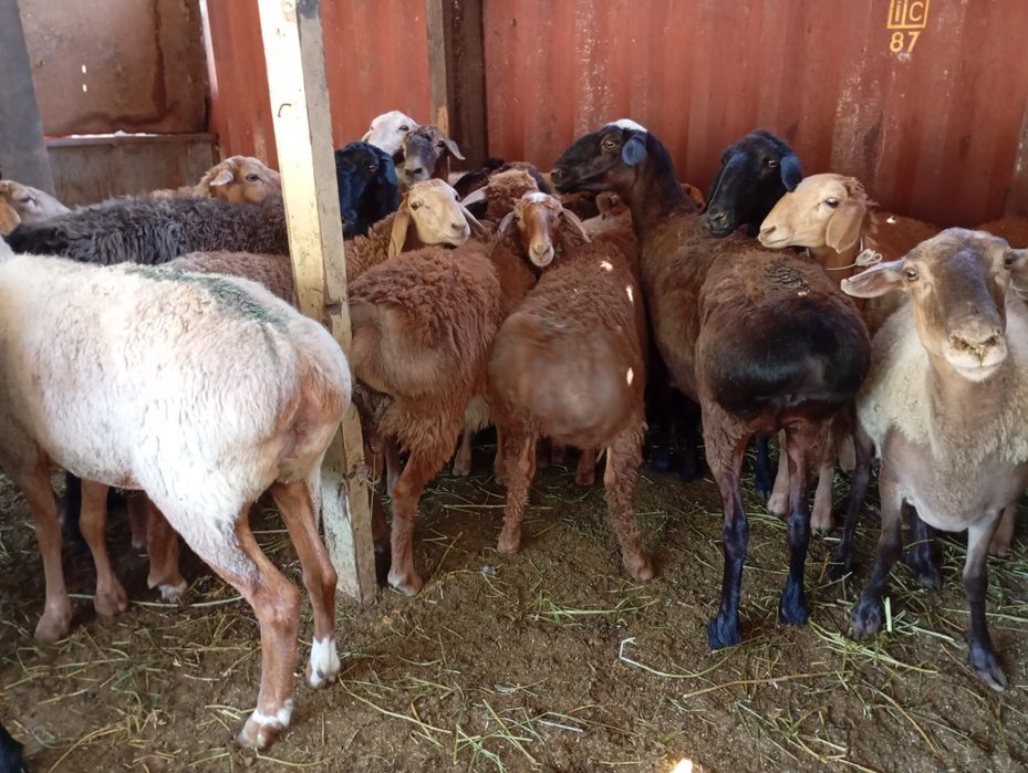 Семиз Кой сатылады