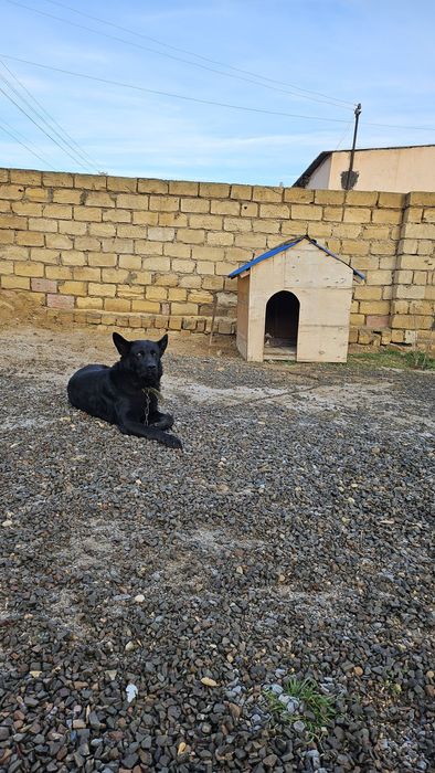 Неміс овчаркасы сатылады.