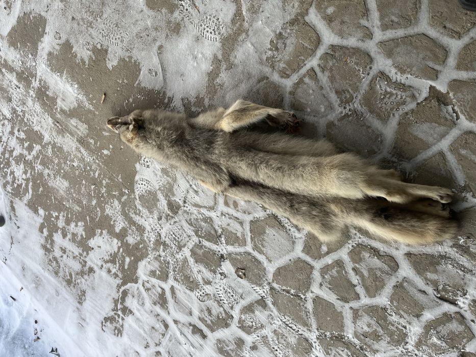 Продам шерсть волка