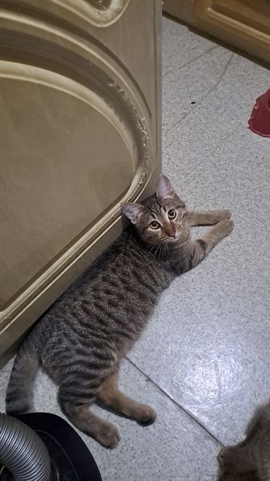 Котики 7 месяцев ищут дом!!!