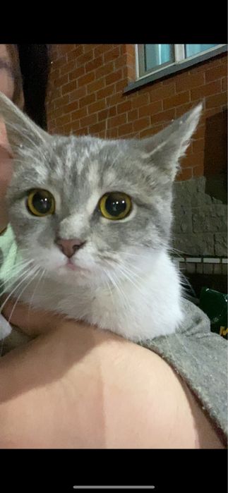 отдам котенка в добрые руки