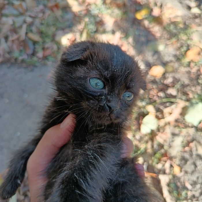 Котята мальчики /мысықтар ұлдар