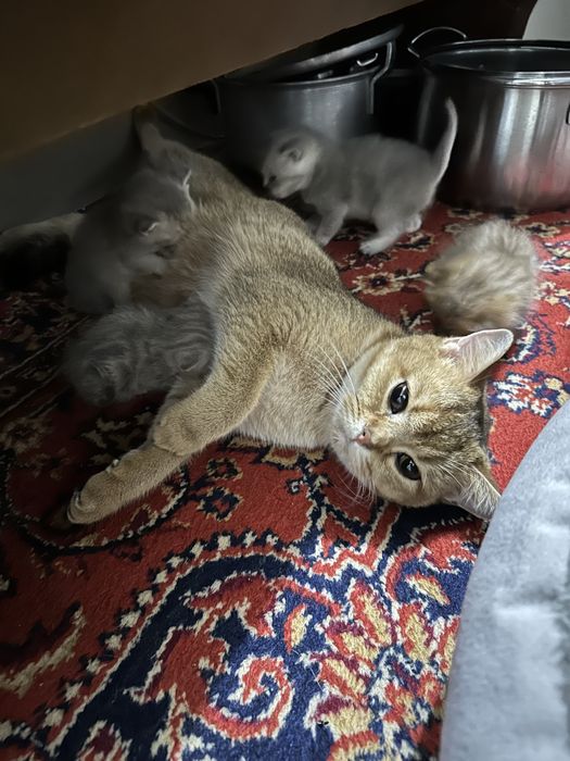 Котята шатландцы