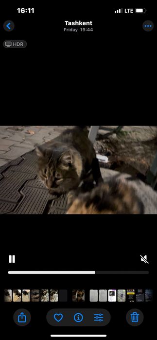 Chiroyli aqlli fold qiz bola mushuk hadyaga beriladi