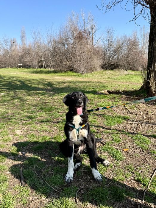 Търсим дом за Блеки