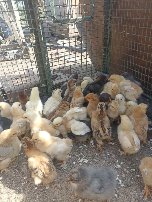 Vând puișiori de curte