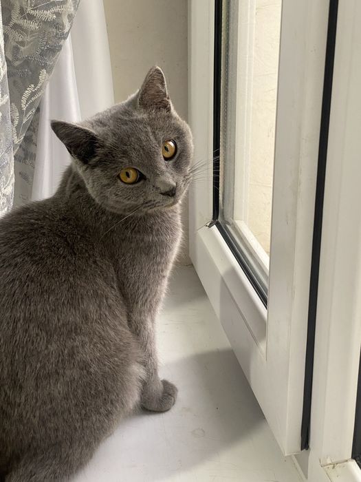 мушук сотлади Бритян