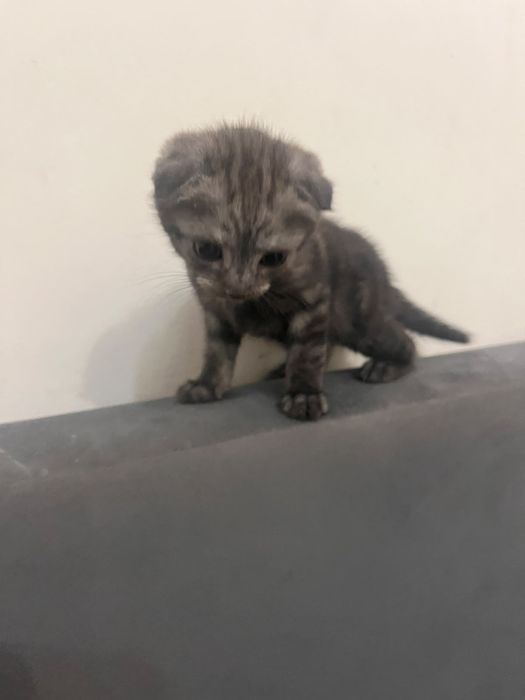 Шотландтық (Scottish Fold) марғаулар сатылады