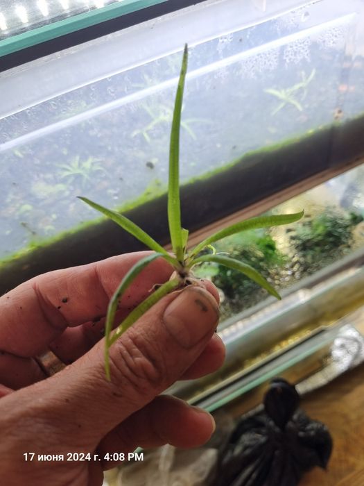 Продам почвопокровку.Тенеллис