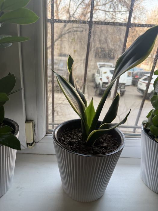 Продам комнатные цветы