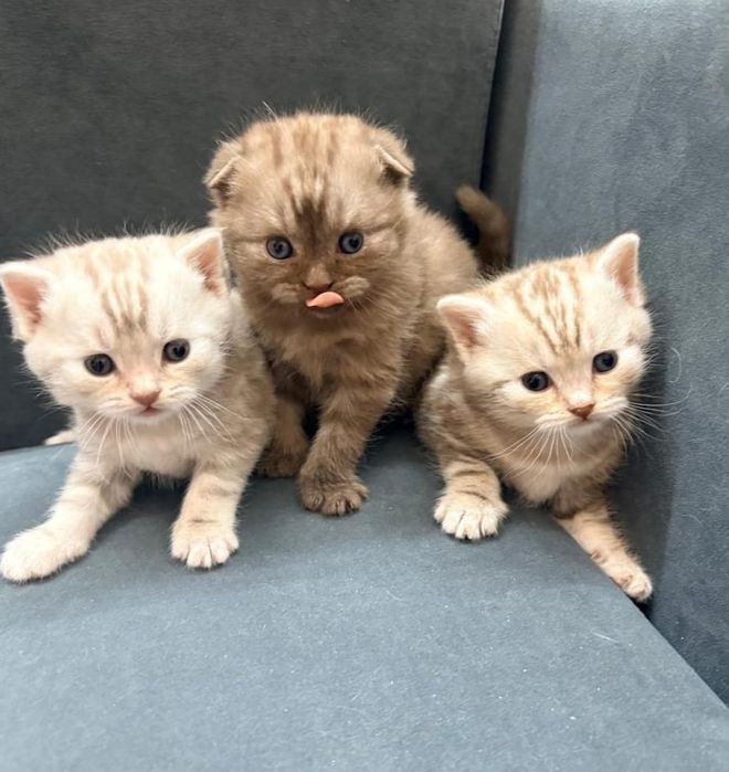 Кошка Скоттиш-фолд