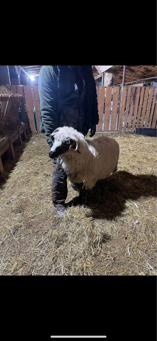 Berbecuti breji disponibili