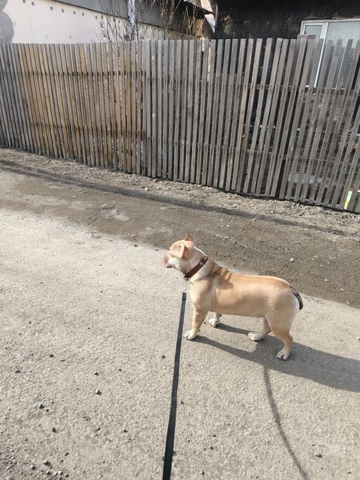 Продам американского Буля