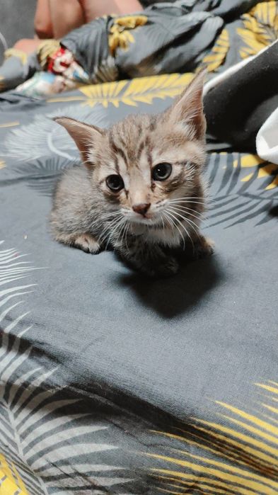 Отдам котят в добрые руки