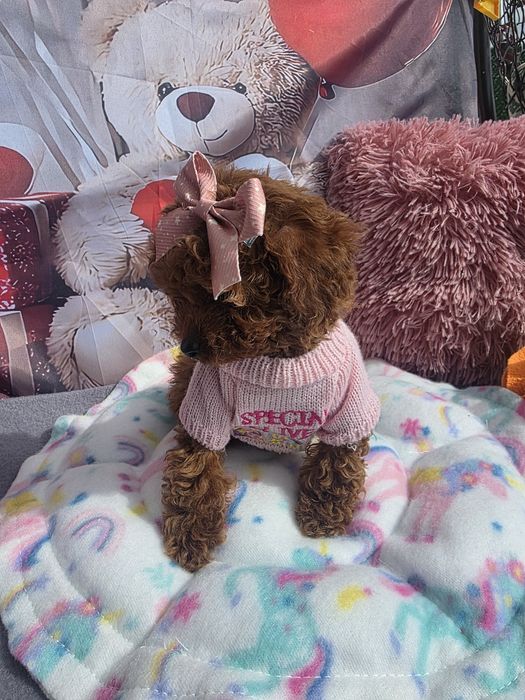 Пудел tea cup момиче с родословие