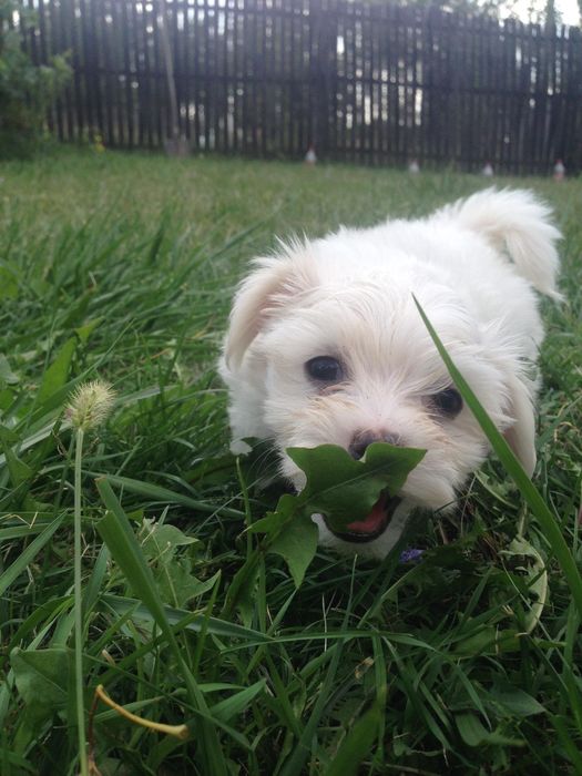 Bichon maltez toy alb imaculat