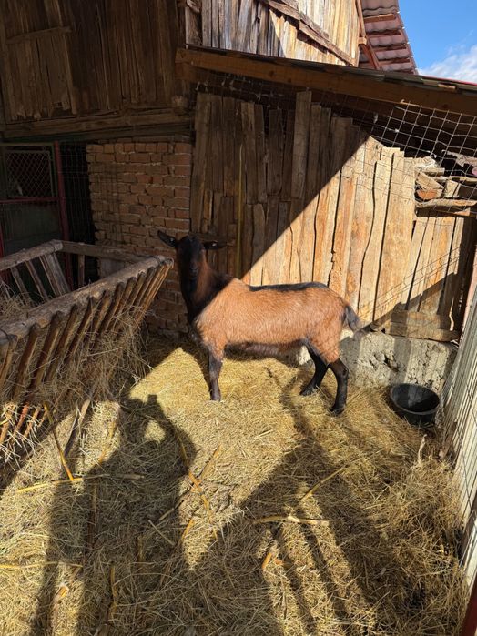 Vând țap alpin francez
