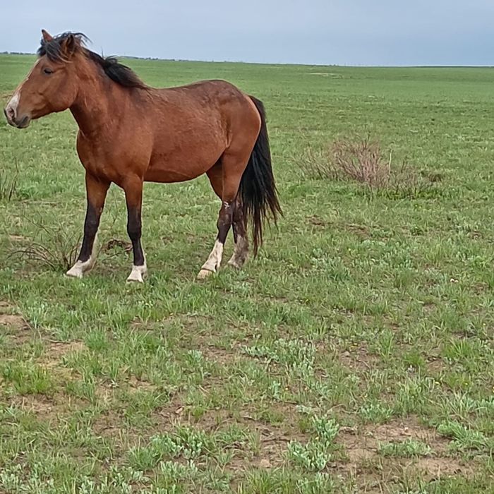 Бие сатылады жуас
