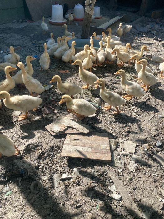 Rate pekin 2si 3 saptamani