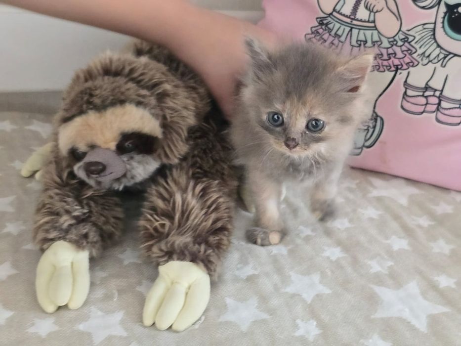 Котята 1,5 месяца