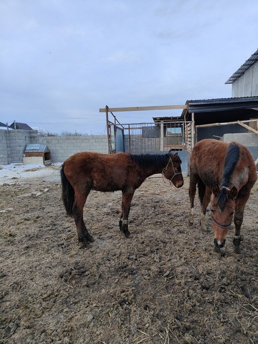 Жабағы Тай шығарлар сатылады