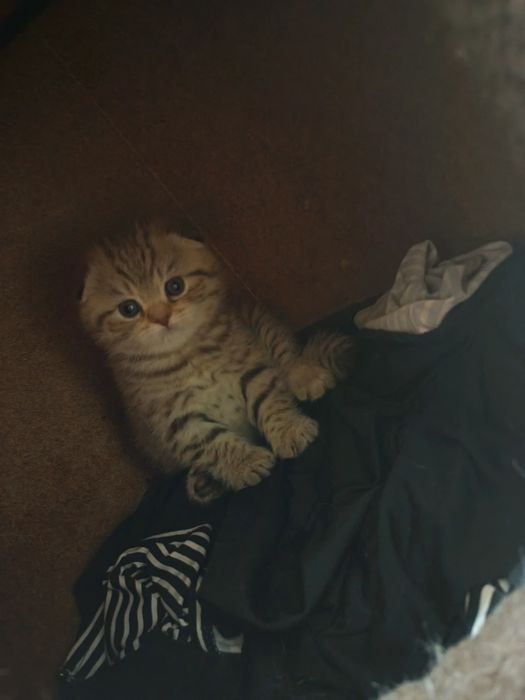 Fold  mushukcha sotiladi