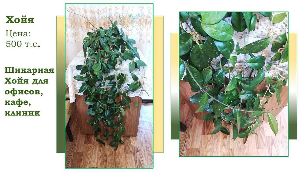 Стеллаж стеклянный для цветов (фиалок)