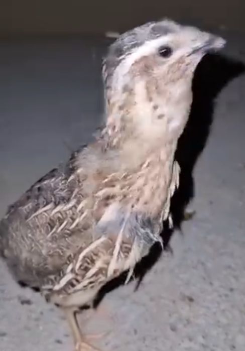 Bedona italia sayroqi