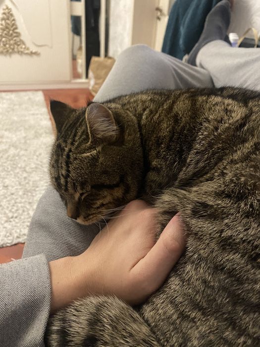 Продам кота скотиш страйт