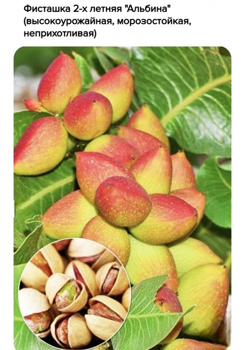 Фисташки, саженцы