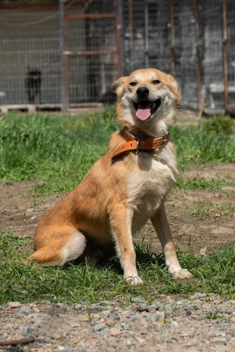 Собачки Компаньоны и звоночки