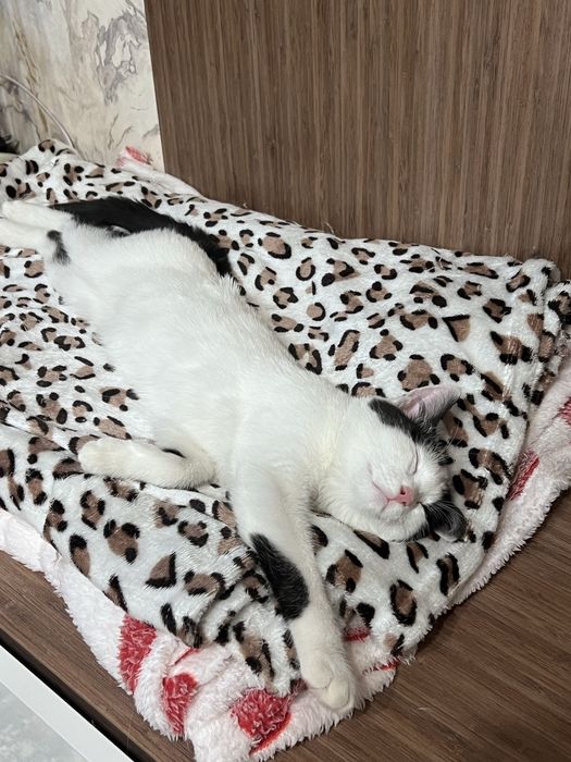 Кошечка в добрые руки