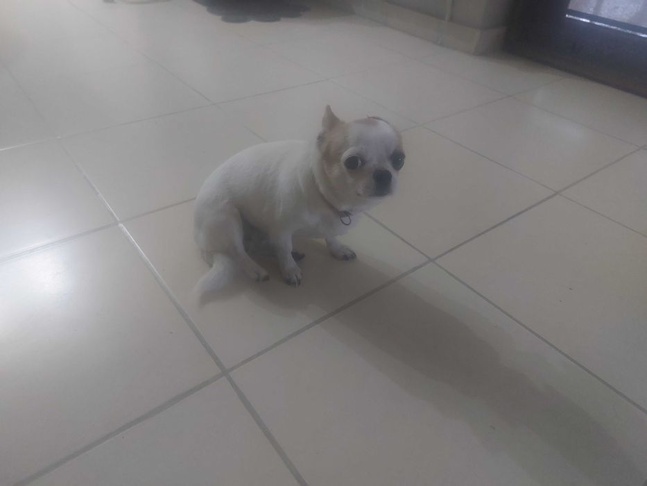 Чихуа хуа мини момиче на 3 г.