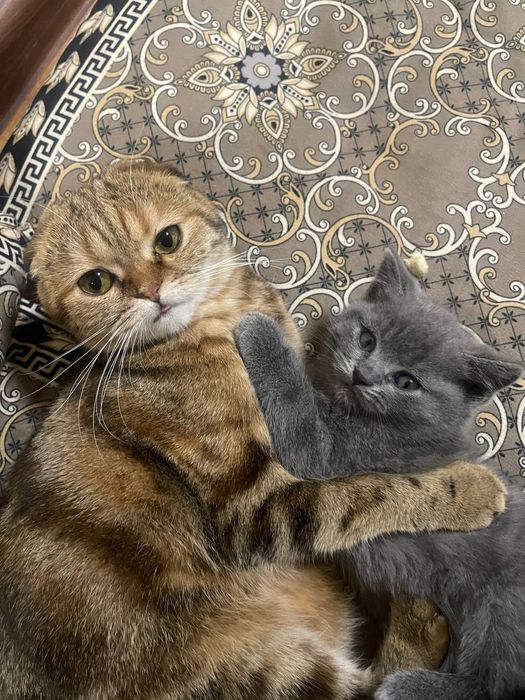 Продаётся котёнок