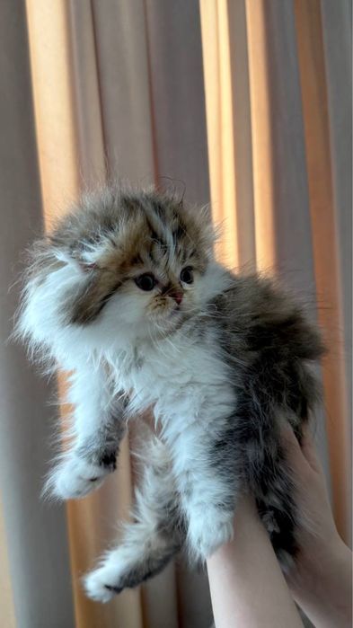 Продаётся породистый котёнок (мальчик)