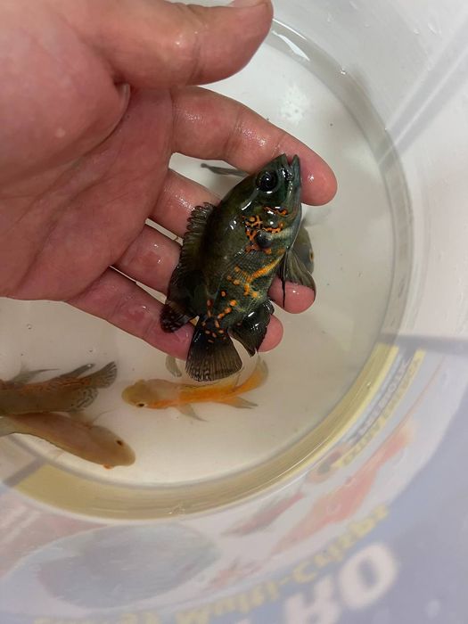 Baliq magazing assartiment kotta