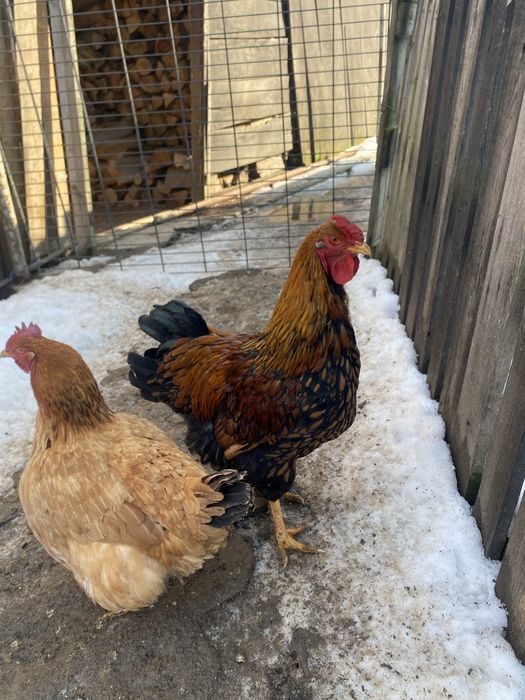 Vand Cocosi matase japonez,araucana,wyandotte gsg,splash  si argint