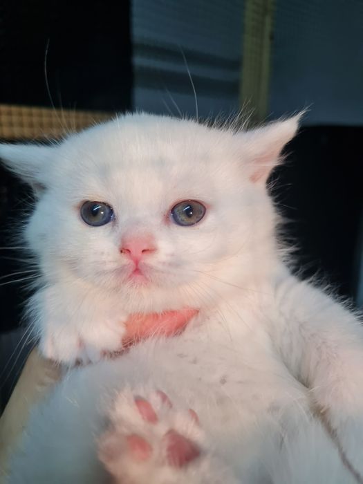 Pisica british shorthair alba cu pedigree