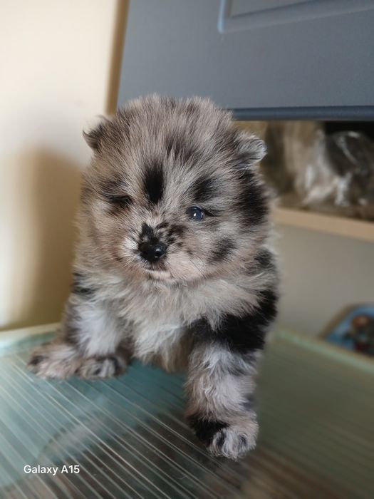 Щенки мини шпица