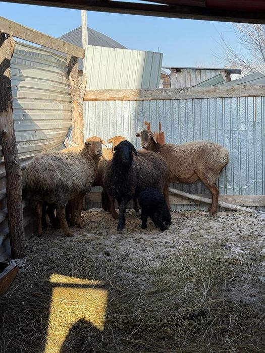 Қой қозысы мен..