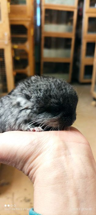 Шиншилла экзотическая