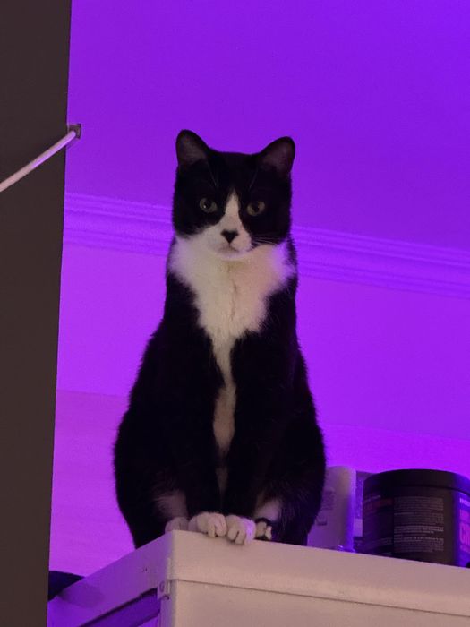 Кошка, отдам в добрые руки срочно