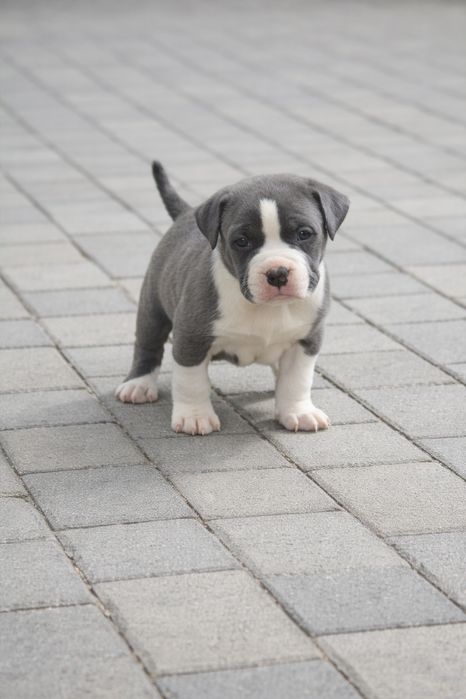 Pui mascul masiv, 8 săptămâni, blue/alb, structură excelentă, pedigree